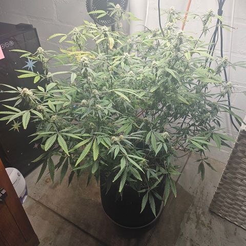 Granny Candy 🍬 growlog timeline photo