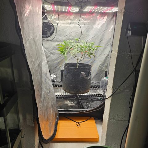 Grand Candy 2 🍬 growlog timeline photo