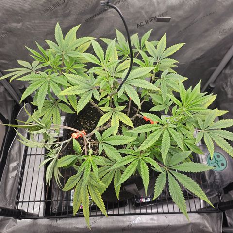 Grand Candy 2 🍬 growlog timeline photo