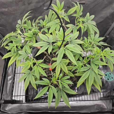 Grand Candy 2 🍬 growlog timeline photo