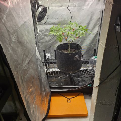 Grand Candy 2 🍬 growlog timeline photo