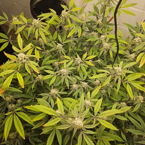 Granny Candy 🍬 growlog timeline photo
