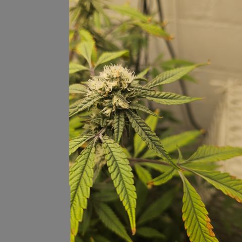 Granny Candy 🍬 growlog timeline photo