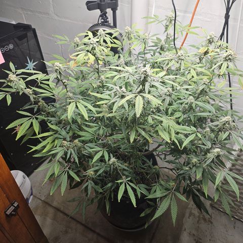 Granny Candy 🍬 growlog timeline photo