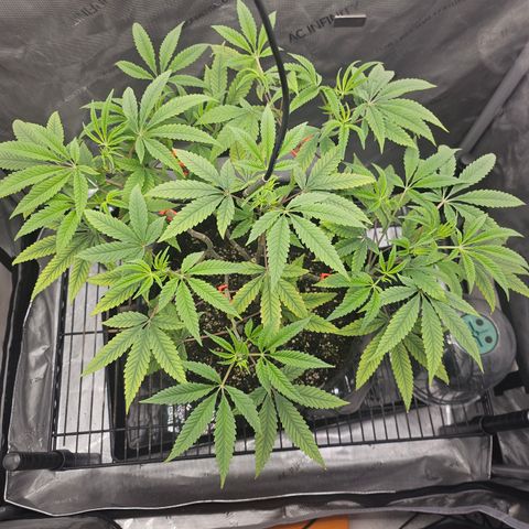 Grand Candy 2 🍬 growlog timeline photo