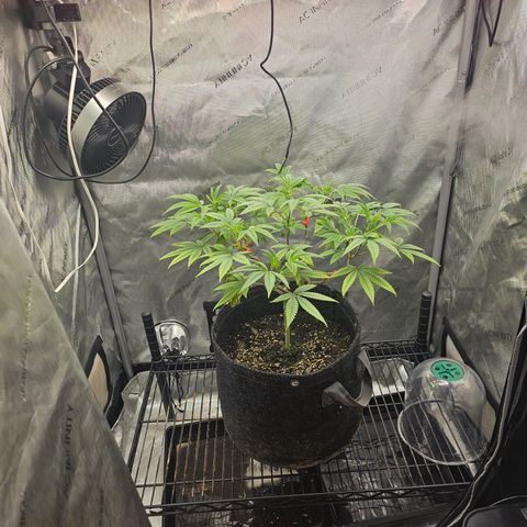 Grand Candy 2 🍬 growlog timeline photo