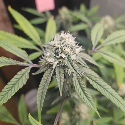 Granny Candy 🍬 growlog timeline photo