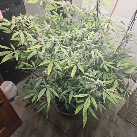 Granny Candy 🍬 growlog timeline photo
