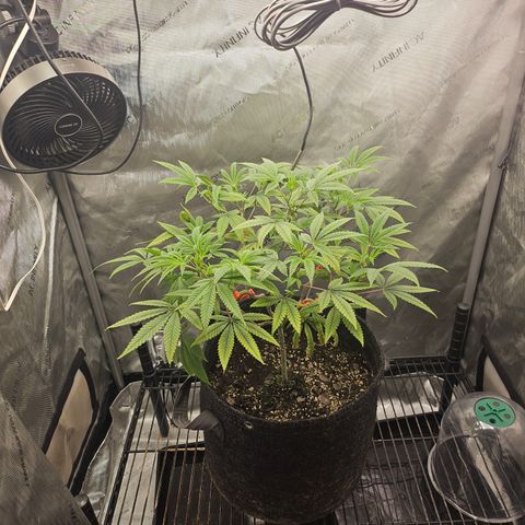 Grand Candy 2 🍬 growlog timeline photo