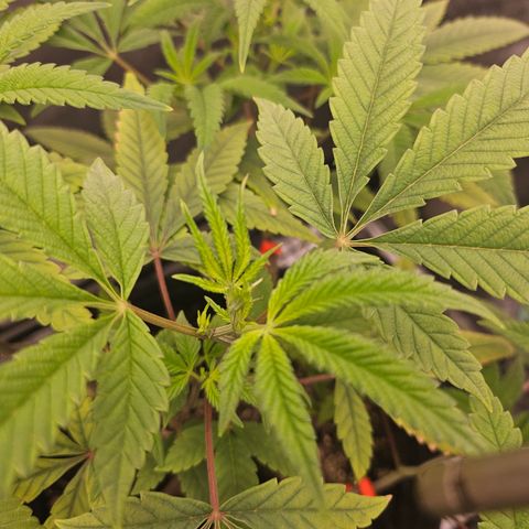 Grand Candy 2 🍬 growlog timeline photo