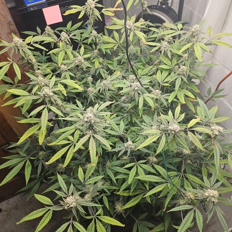 Granny Candy 🍬 growlog timeline photo