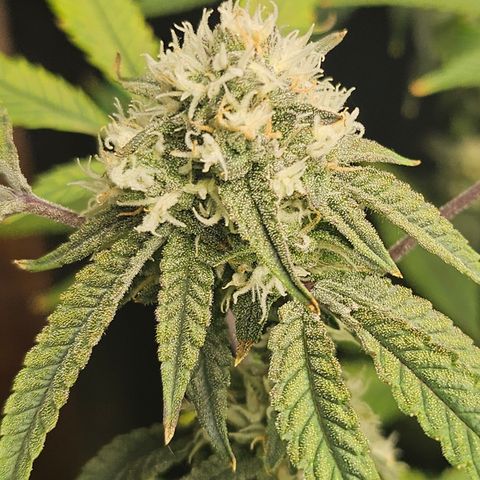Granny Candy 🍬 growlog timeline photo