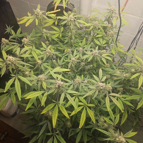 Granny Candy 🍬 growlog timeline photo