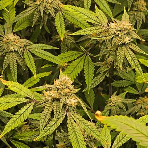 Granny Candy 🍬 growlog photo: Starting to fade