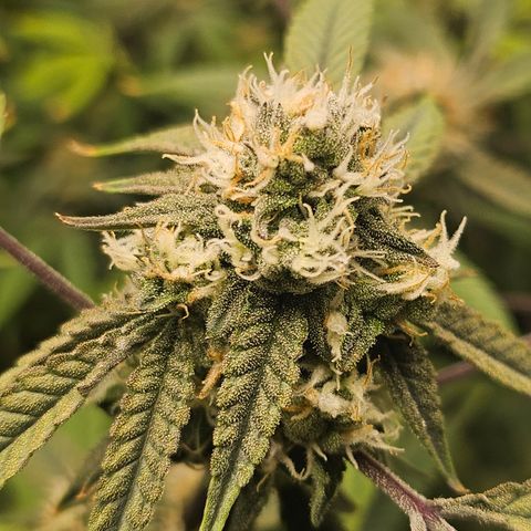 Granny Candy 🍬 growlog photo: Starting to fade