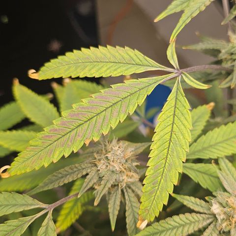 Granny Candy 🍬 growlog photo: Starting to fade