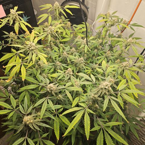 Granny Candy 🍬 growlog photo: Starting to fade