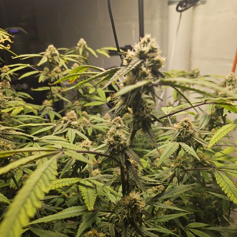 Granny Candy 🍬 growlog photo: Starting to fade