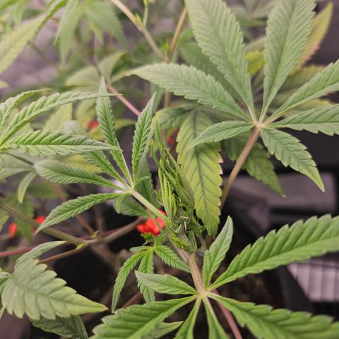 Grand Candy 2 🍬 growlog timeline photo