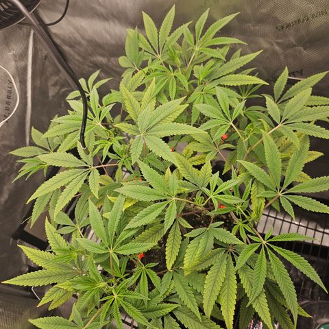 Grand Candy 2 🍬 growlog timeline photo
