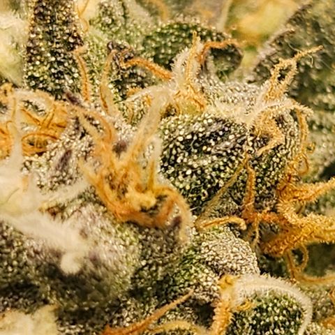 Granny Candy 🍬 growlog timeline photo