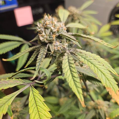 Granny Candy 🍬 growlog timeline photo