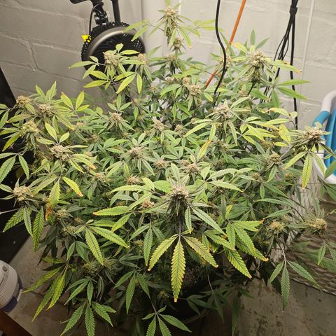 Granny Candy 🍬 growlog timeline photo