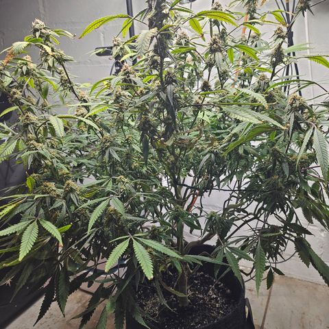 Granny Candy 🍬 growlog timeline photo