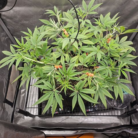 Grand Candy 2 🍬 growlog timeline photo
