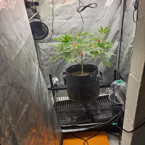 Grand Candy 2 🍬 growlog timeline photo