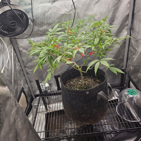 Grand Candy 2 🍬 growlog timeline photo