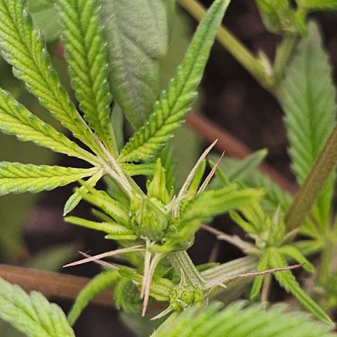 Grand Candy 2 🍬 growlog timeline photo