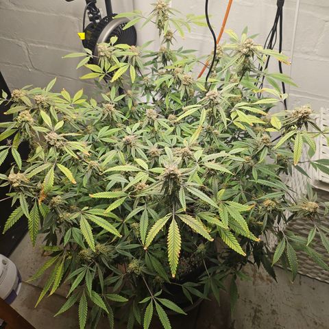 Granny Candy 🍬 growlog timeline photo