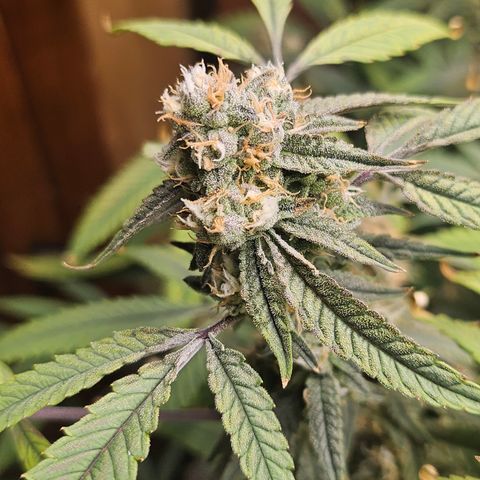 Granny Candy 🍬 growlog timeline photo