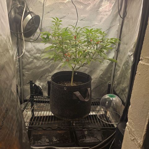 Grand Candy 2 🍬 growlog timeline photo