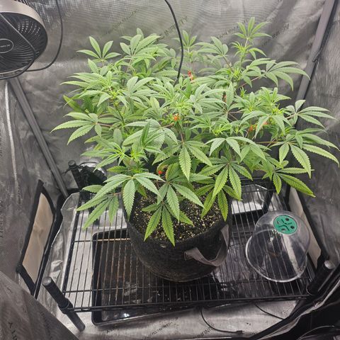 Grand Candy 2 🍬 growlog timeline photo
