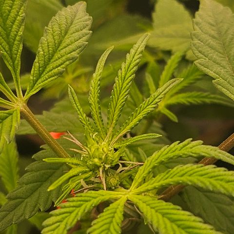 Grand Candy 2 🍬 growlog timeline photo