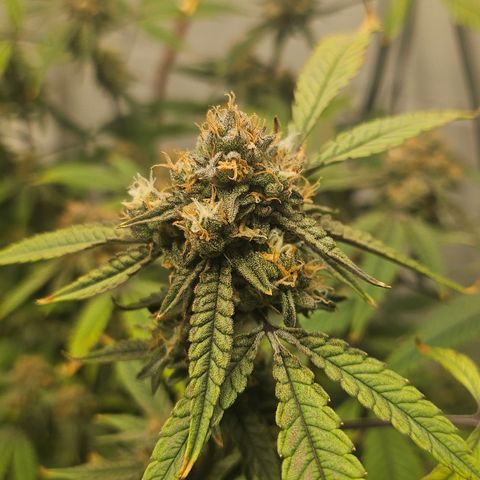Granny Candy 🍬 growlog timeline photo