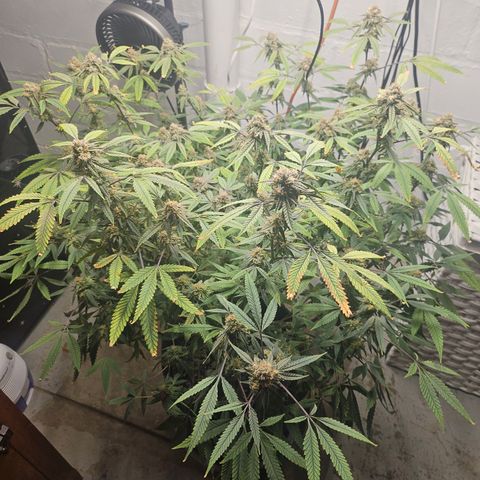 Granny Candy 🍬 growlog timeline photo