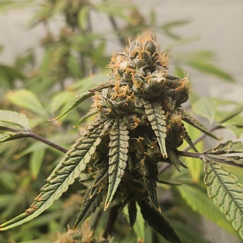 Granny Candy 🍬 growlog timeline photo