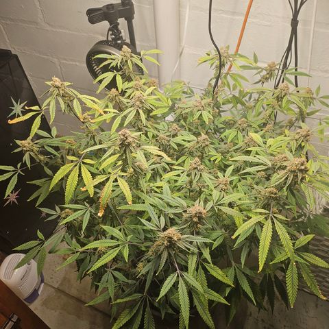 Granny Candy 🍬 growlog timeline photo