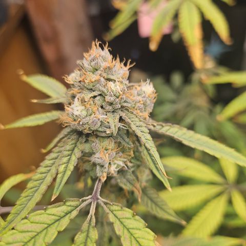 Granny Candy 🍬 growlog timeline photo