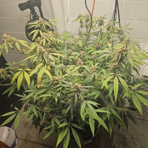 Granny Candy 🍬 growlog timeline photo