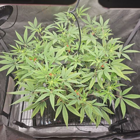 Grand Candy 2 🍬 growlog timeline photo