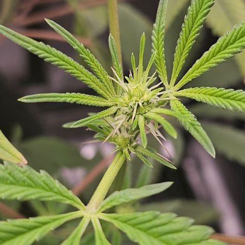 Grand Candy 2 🍬 growlog timeline photo