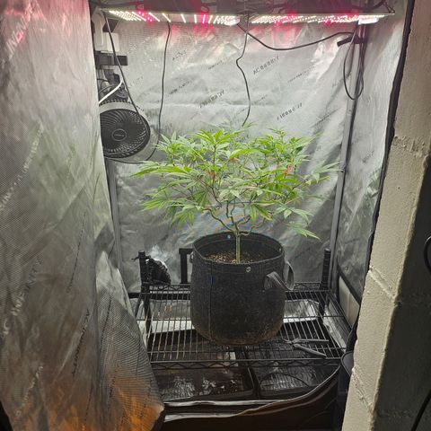 Grand Candy 2 🍬 growlog timeline photo