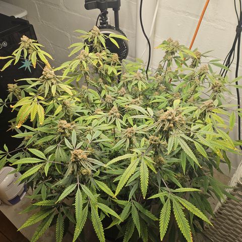 Granny Candy 🍬 growlog timeline photo