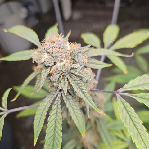 Granny Candy 🍬 growlog timeline photo