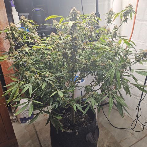 Granny Candy 🍬 growlog timeline photo