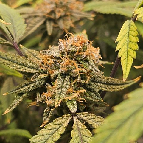 Granny Candy 🍬 growlog timeline photo